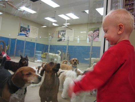 CRITICAL QUESTIONS TO ASK WHEN CHOOSING A DOG DAYCARE FACILITY