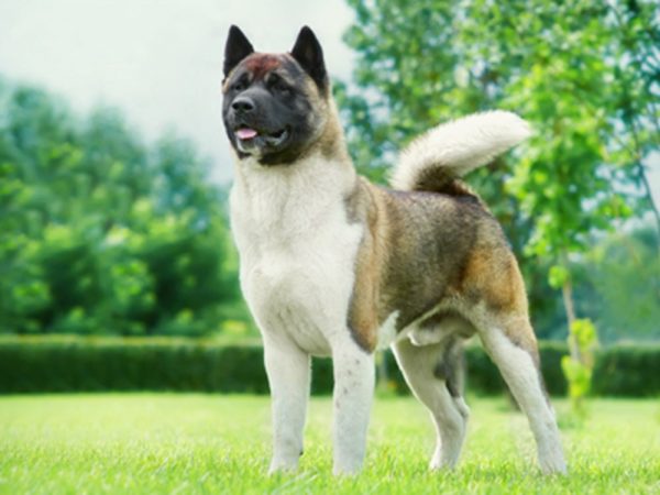 Top 4 Tips for Choosing a Perfect Stud Dog