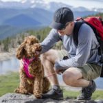 Are accessories important in a Dog’s life?