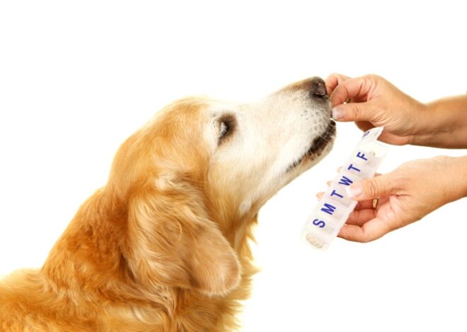 Do Dogs Really Need Supplements? Insights from Vets on Contemporary Canine Wellbeing