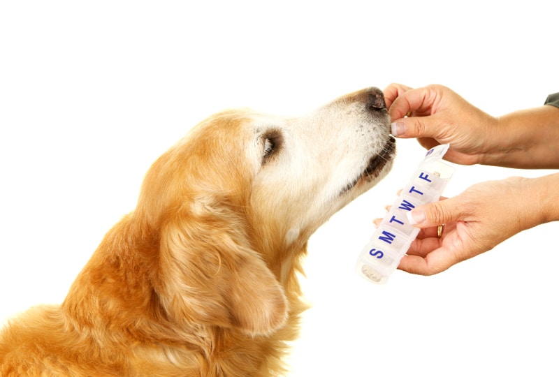 Do Dogs Really Need Supplements? Insights from Vets on Contemporary Canine Wellbeing Do Dogs Really Need Supplements? Insights from Vets on Contemporary Canine Wellbeing
