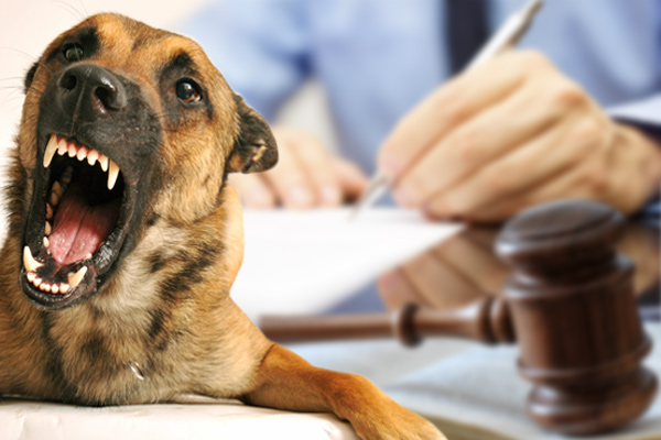 When should you file a lawsuit after being bitten by a dog?