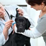 Why do pets need good veterinary attention?