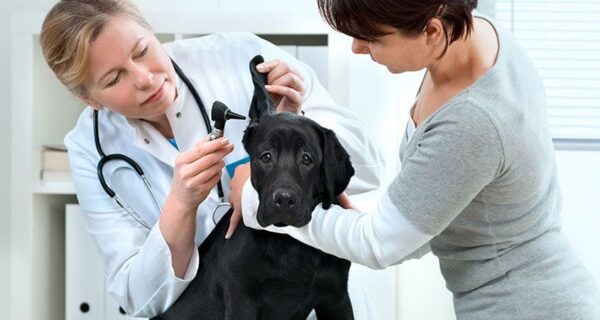 Why do pets need good veterinary attention?