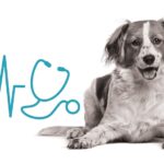 Pet Owners: Here is Why You Should Get Pet Insurance‍ Today