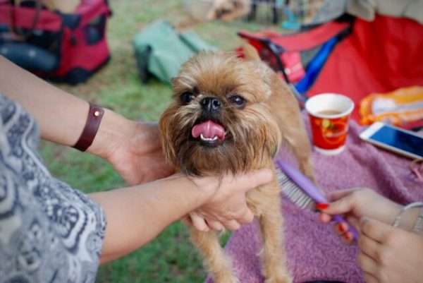 Rescuing Animals From The Streets Of Kiev