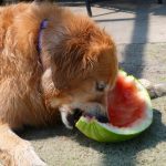 Do dogs eat watermelon?