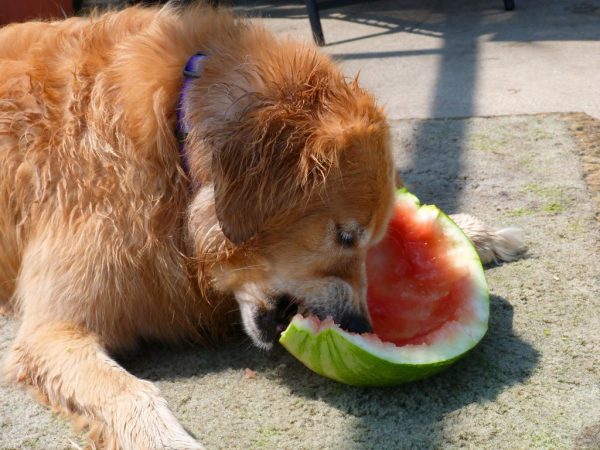 Do dogs eat watermelon?