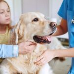 6 Things to Consider When Choosing The Best Pet Insurance for Your Dog