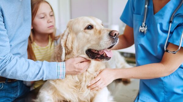 6 Things to Consider When Choosing The Best Pet Insurance for Your Dog