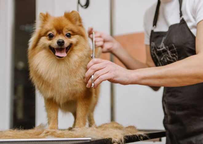 The Hidden Science: Why Professional Pet Groomers Are Essential to Your Companion’s Wellbeing