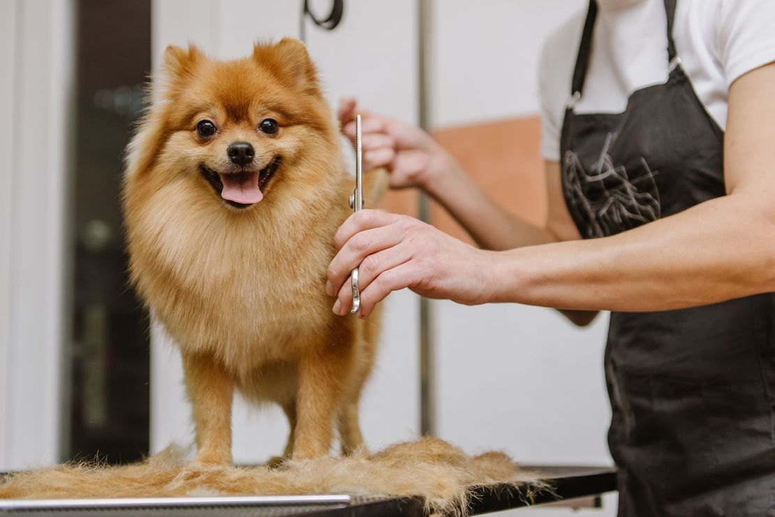 The Hidden Science: Why Professional Pet Groomers Are Essential to Your Companion’s Wellbeing