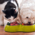 Creating a balanced diet for your pet