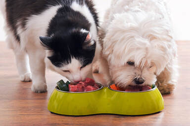 Creating a balanced diet for your pet