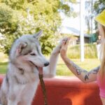 Obedience Training for Novice Dog Owners