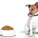 Hypoallergenic Dog Food: The Best Choice for Your Dog?