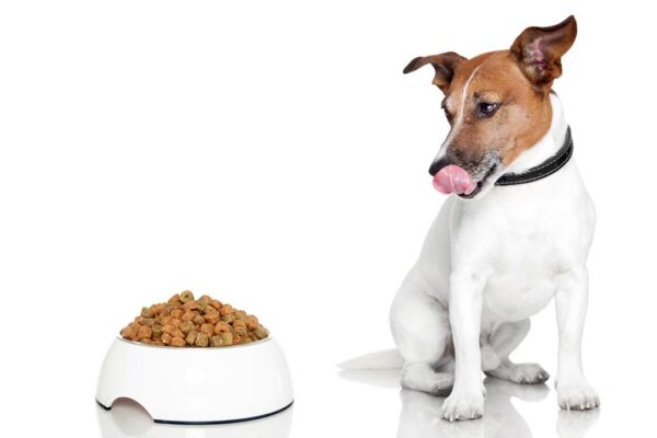 Hypoallergenic Dog Food: The Best Choice for Your Dog?