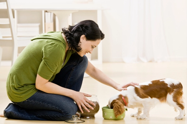 Pet Care: The Basic Necessities of Proper Pet Care